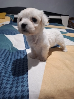 Bichon maltez 