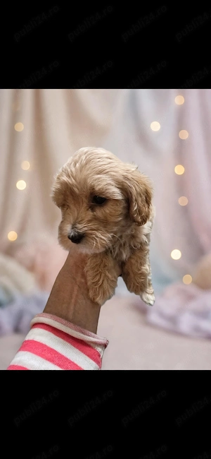 Maltipoo 1.5luni - imagine 4