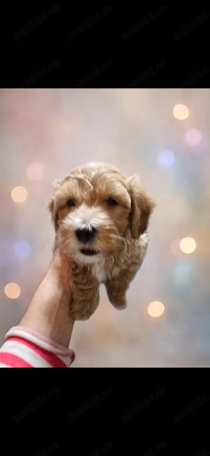 Maltipoo 1.5luni - imagine 2