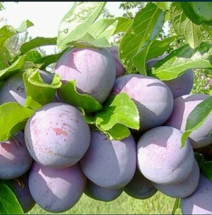Vand prune pentru tuica