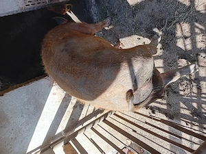 De vanzare porc tânăr duroc 