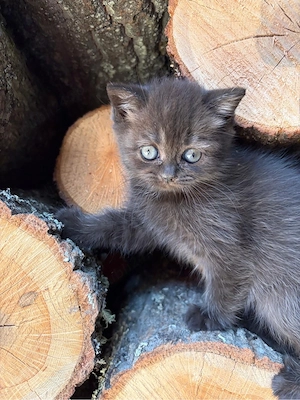 Pisicute British Shorthair - imagine 3