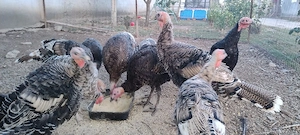4 curcani de îngrășat 