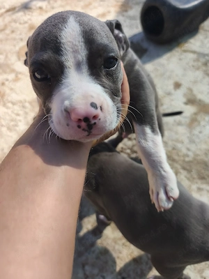 Cățeluși Amstaff Blue 