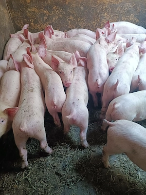 Purcei rasă de Carne Pick