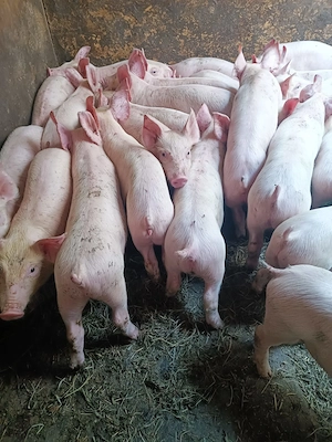 Purcei rasă de Carne Pick - imagine 4