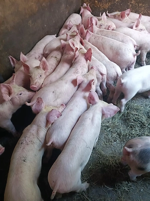 Purcei rasă de Carne Pick - imagine 3