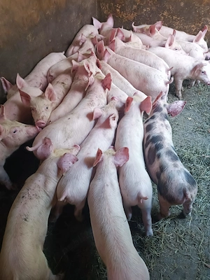 Purcei rasă de Carne Pick - imagine 2
