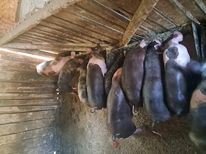 Purcei de vanzare