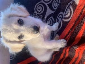 Vând bichon maltez , vaccinat , deparazitare făcută ! Este foarte energetic și jucăuș ! 