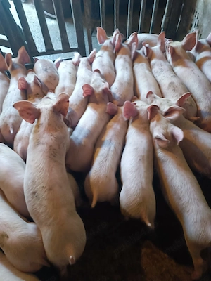 Purcei Pic Rasă de Carne  - imagine 4