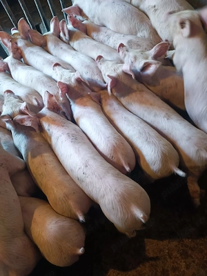 Purcei Pic Rasă de Carne  - imagine 3