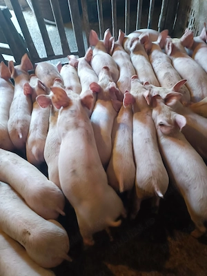 Purcei Pic Rasă de Carne  - imagine 5