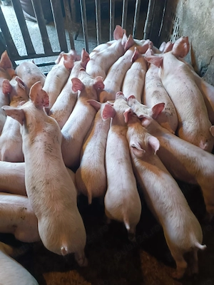 Purcei Pic Rasă de Carne 