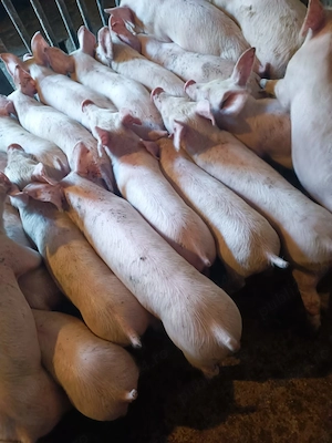 Purcei Pic Rasă de Carne  - imagine 2