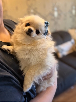  Pomeranian Boo, fetita extra minii cu pedigree ,pasaport ! - imagine 2