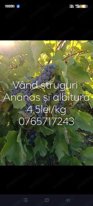 Struguri de vin 