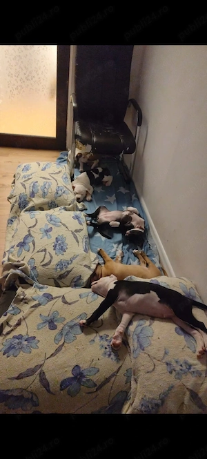 Căței Amstaff, fără pedigree - imagine 4
