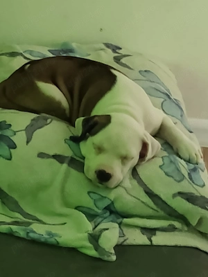 Căței Amstaff, fără pedigree - imagine 2