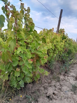 Vând struguri de vin soiurile Feteasca regala,Risling,Aligoté   Calitate excelentă, direct din vie