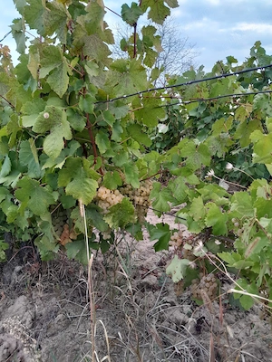 Vând struguri de vin soiurile Feteasca regala, Risling, Aligoté   Calitate excelentă, direct din vie