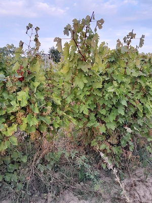 Am început culesul - struguri de vin