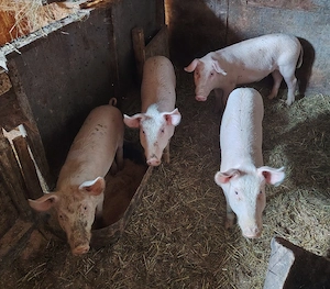 Vând 2 purcei la alegere aproximativ 40kg Deparazitați și castrați  - imagine 3