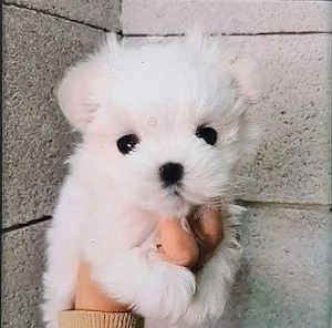 Bichon maltez miny toy