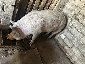 Porci de vânzare de la țară  - imagine 3