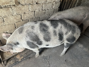 Porci de vânzare de la țară  - imagine 2