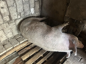 Porci de vânzare de la țară  - imagine 4
