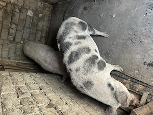 Porci de vânzare de la țară  - imagine 5