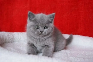 british shorthsir de rasa pura - imagine 3