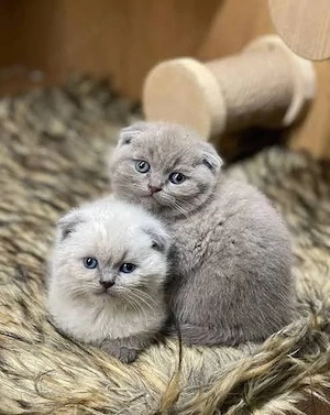 british shorthsir de rasa pura - imagine 2