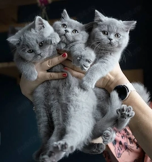british shorthsir de rasa pura - imagine 4