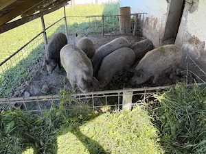Porci Mangalita - imagine 2