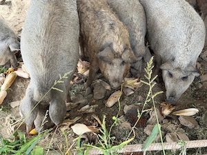 Porci Mangalita