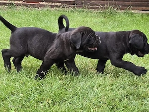 Cane corso Genetica top , părinți Grand Campioni  FCI - imagine 4
