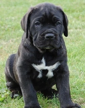Cane corso Genetica top , părinți Grand Campioni  FCI - imagine 3