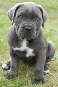 Cane corso Genetica top , părinți Grand Campioni  FCI - imagine 2