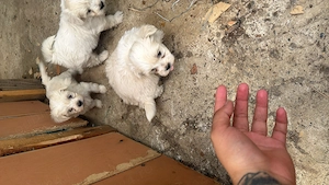 Puiuț Bichon malteze talie mică  - imagine 2