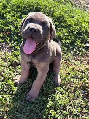 Catelusi cane Corso cu Pedigree - imagine 4
