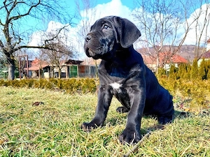 Catelusi cane Corso cu Pedigree - imagine 2