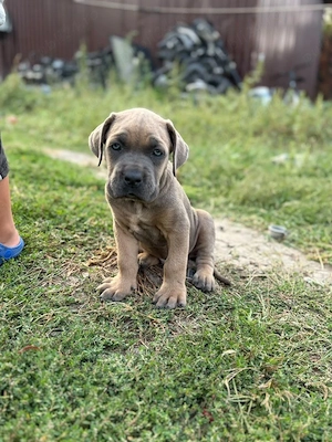 Catelusi cane Corso cu Pedigree - imagine 3