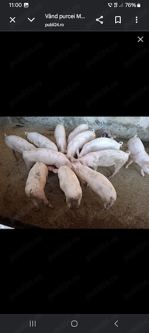Vând purcei Landrace
