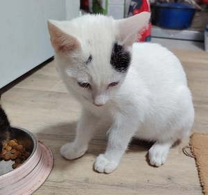 Cooki si Oreo 2 pisici drăguțe și jucăușe - imagine 4