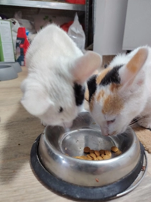 Cooki si Oreo 2 pisici drăguțe și jucăușe