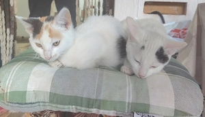 Cooki si Oreo 2 pisici drăguțe și jucăușe - imagine 2