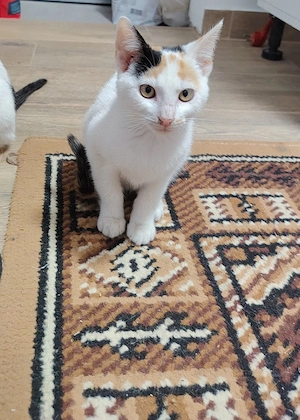 Cooki si Oreo 2 pisici drăguțe și jucăușe - imagine 3