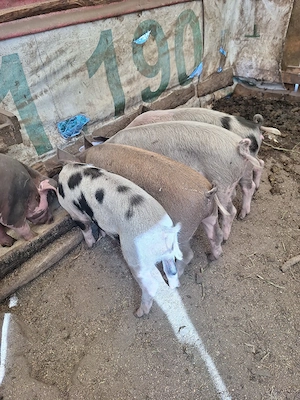purcei de vânzare 